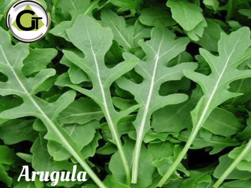 Arugula