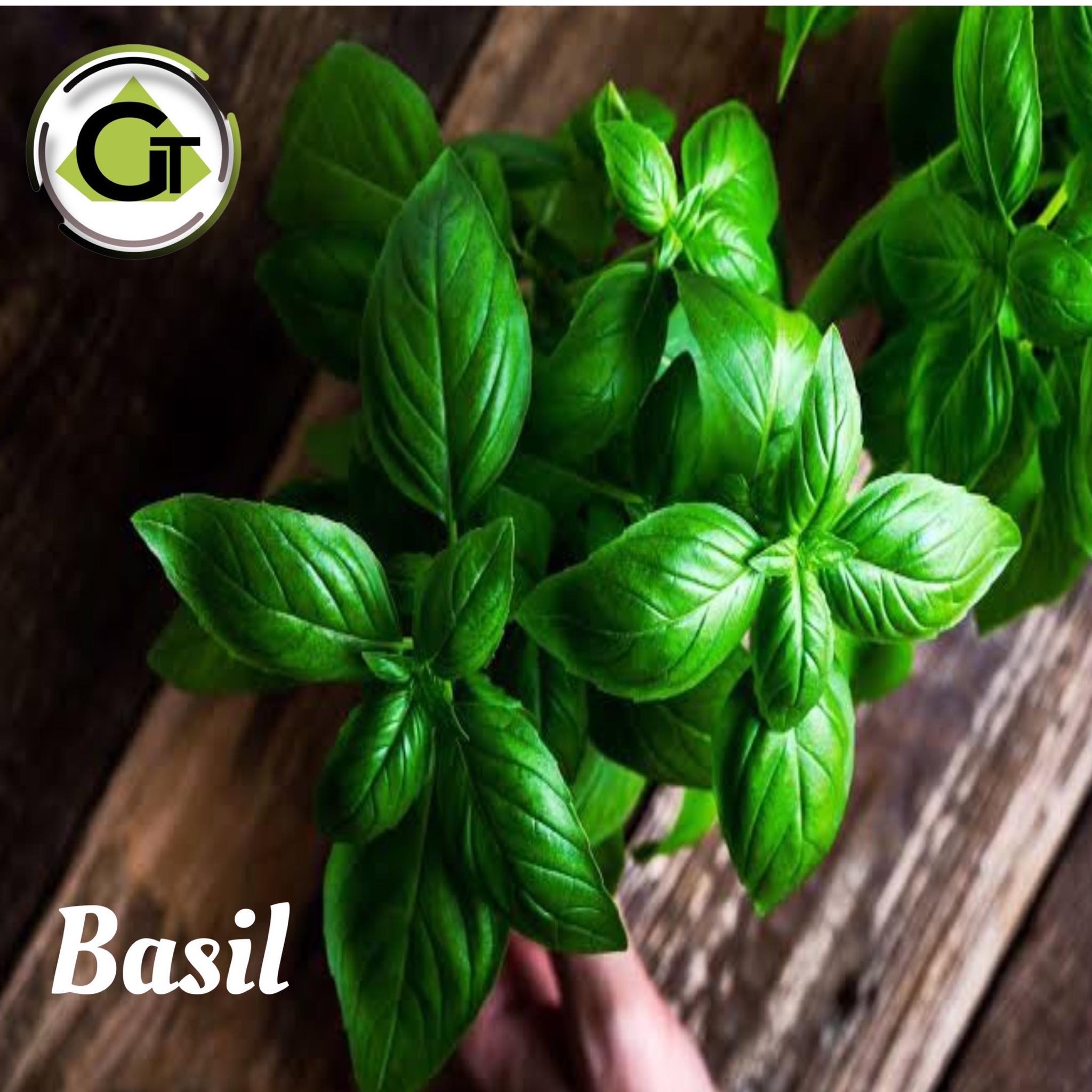 Basil