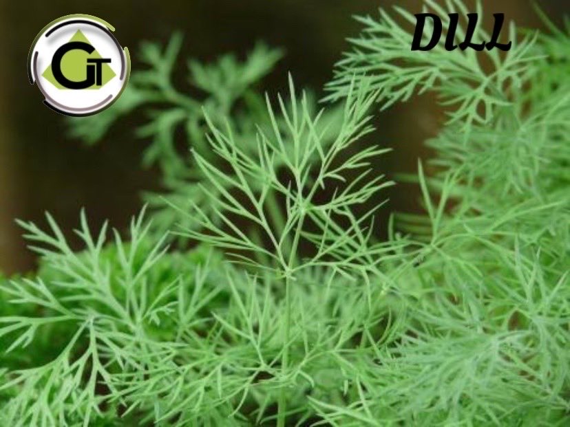 Dill