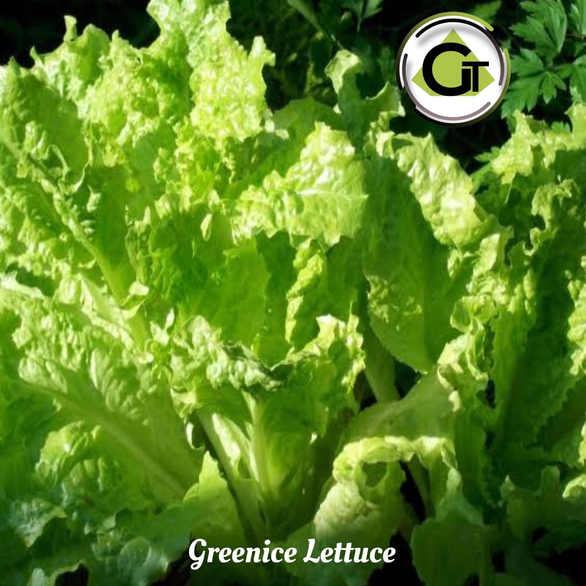 Greenice Lettuce