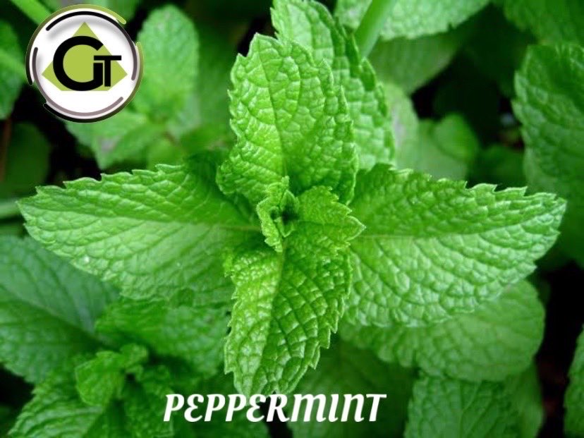 Peppermint