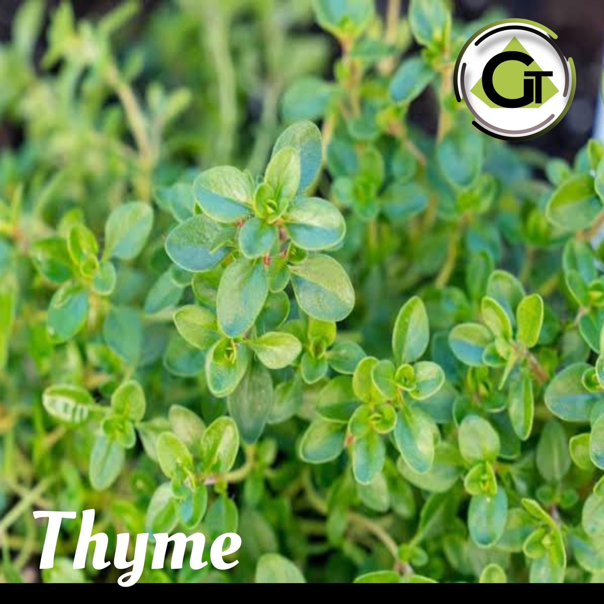 Thyme